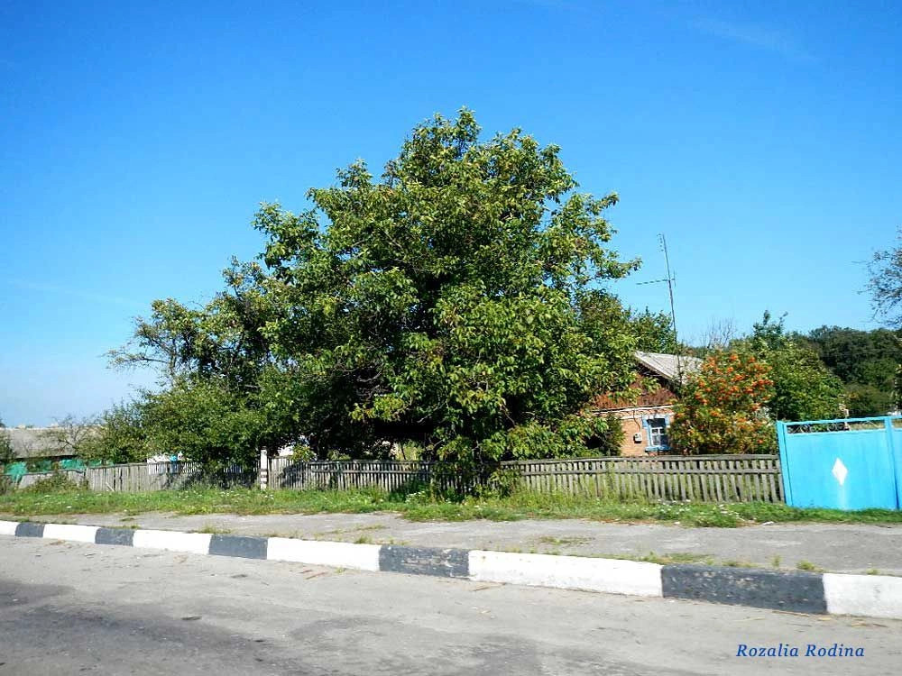 Рея