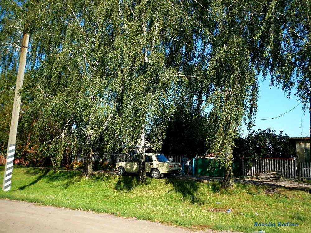 Сингуры