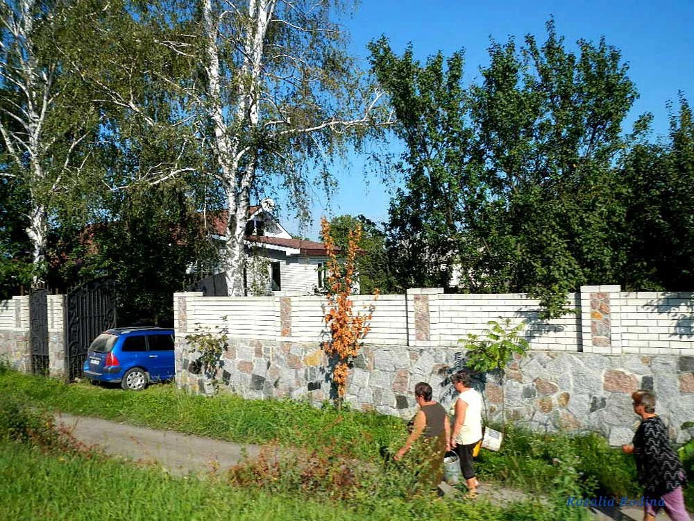Сингуры