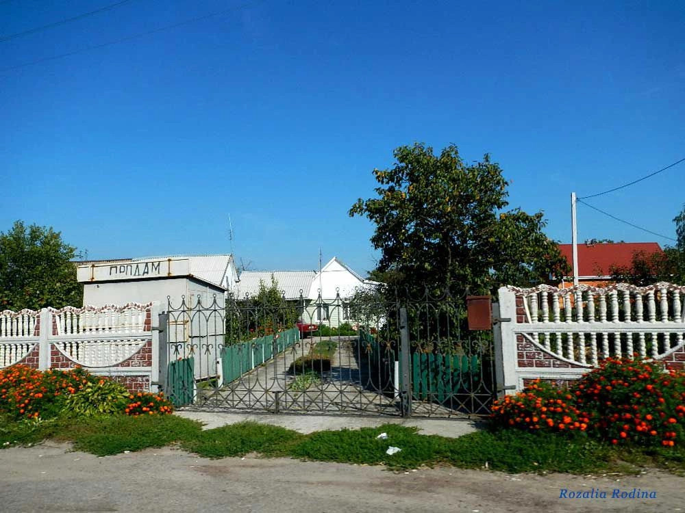 Сингуры