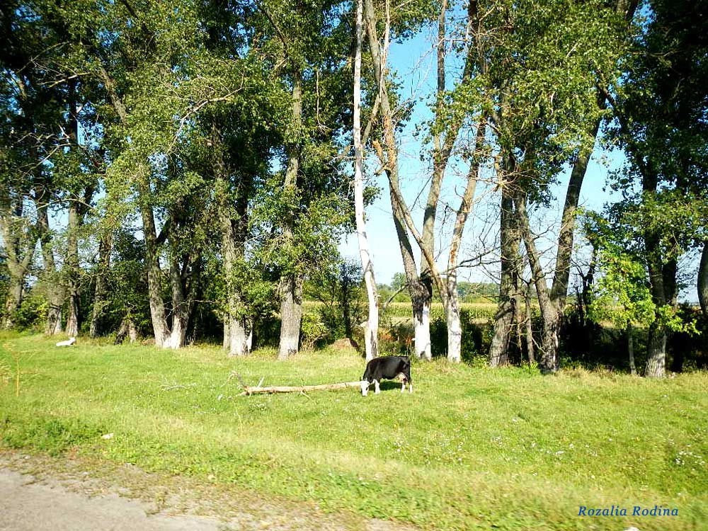 Дворец (Житомирский р-н)