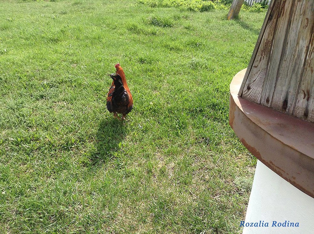 Васьковичи