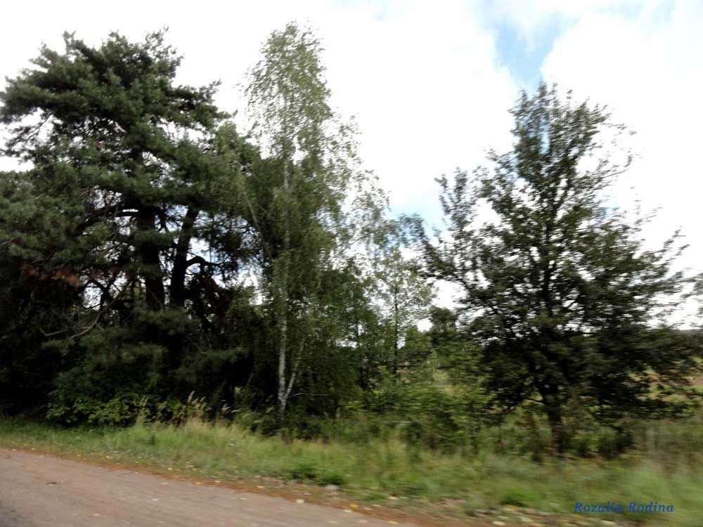 Веселовка (Коростенский р-н)
