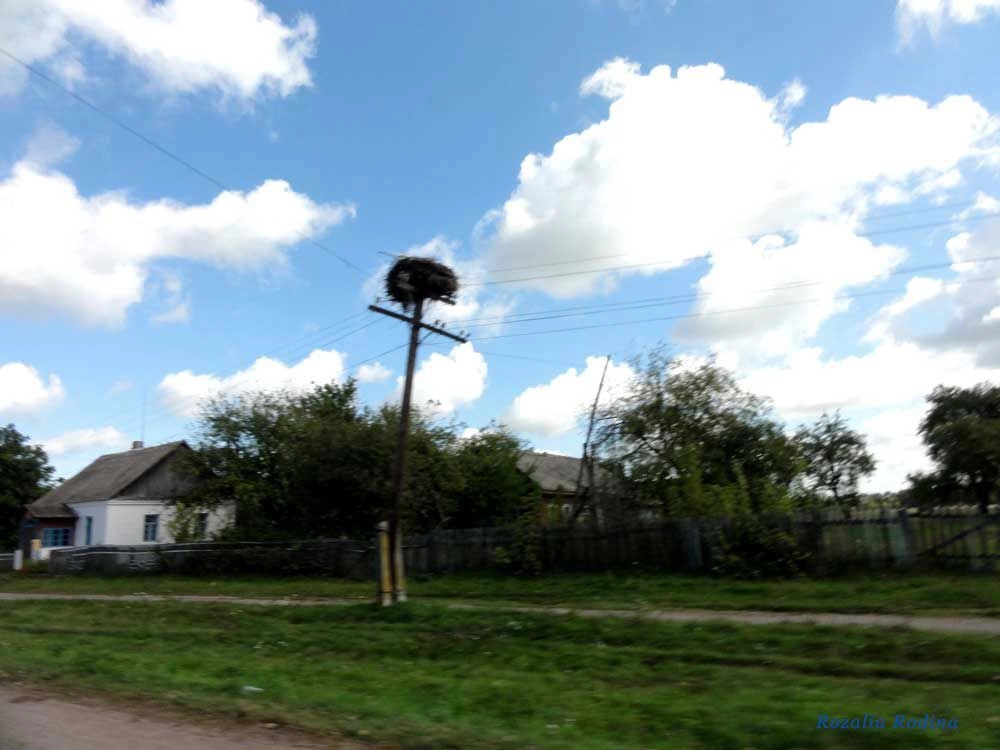 Потаповичи