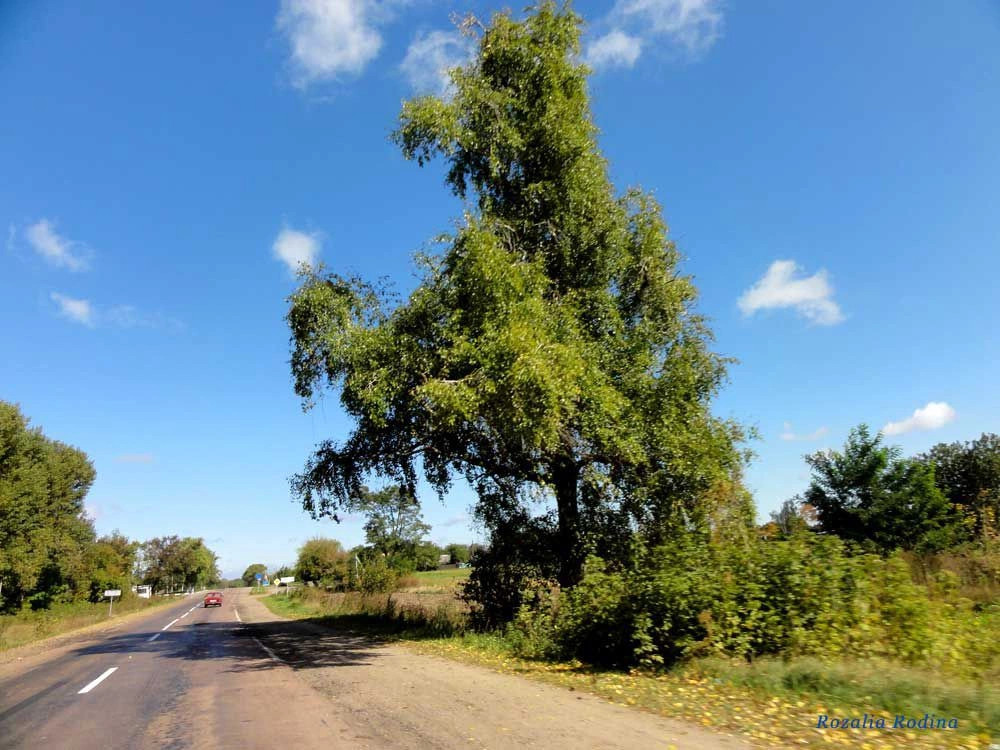 Остров (Овручский р-н)