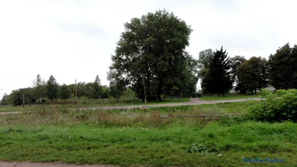 Парипсы