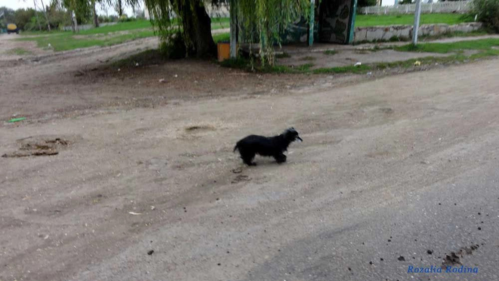 Строков