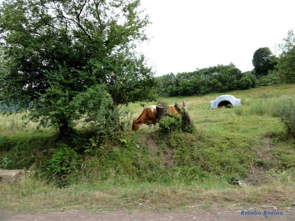 Крушельница