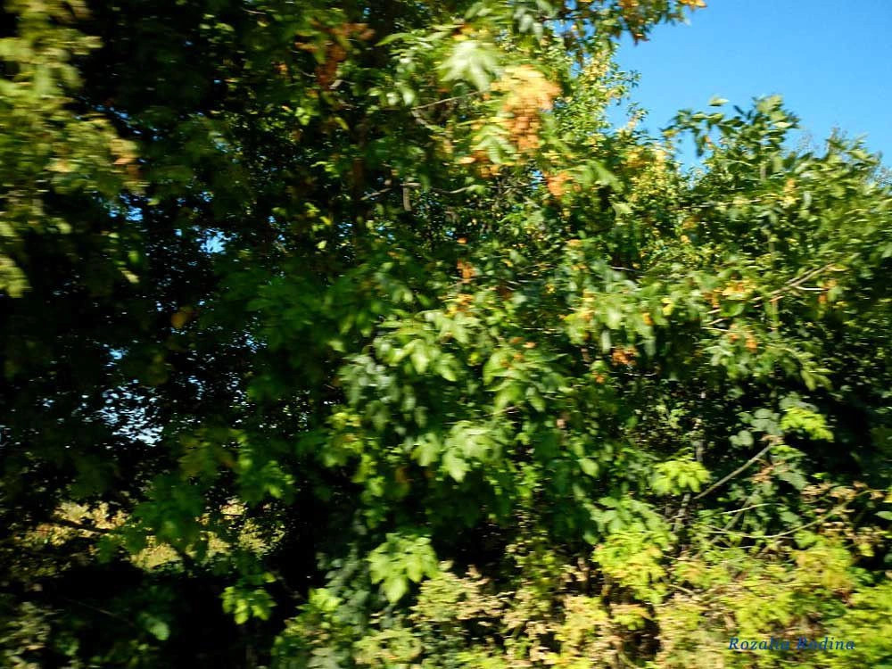 Жежелев