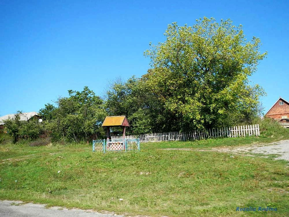 Жежелев