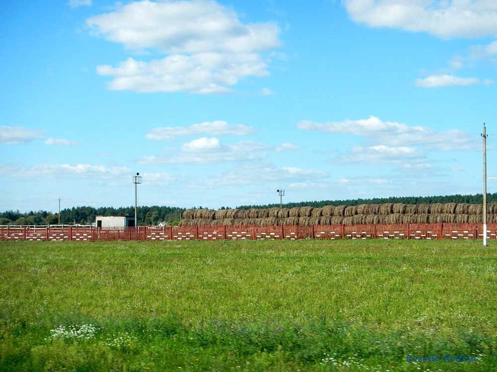 Добрушский район