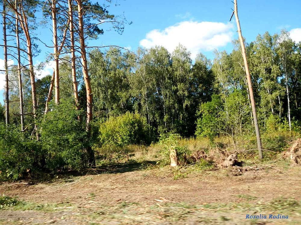 Добрушский район