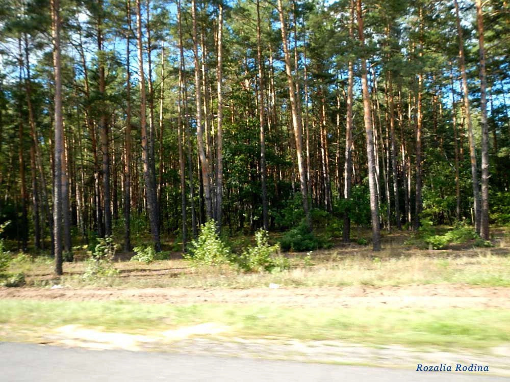 Речицкий район