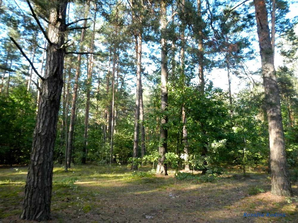 Речицкий район