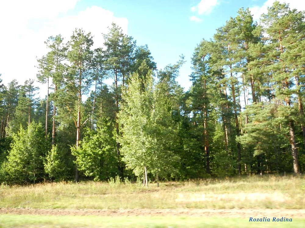 Борщевка (Речицкий р-н)