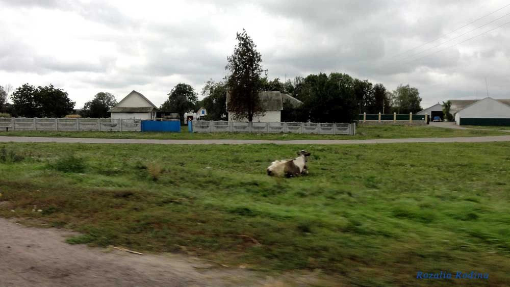 Кривец (Ставищенский р-н)