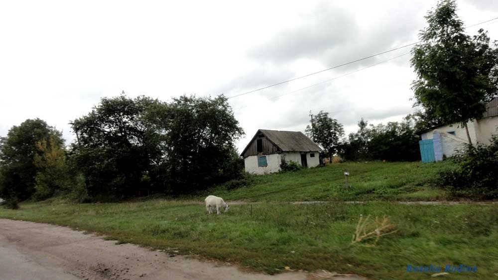 Кривец (Ставищенский р-н)