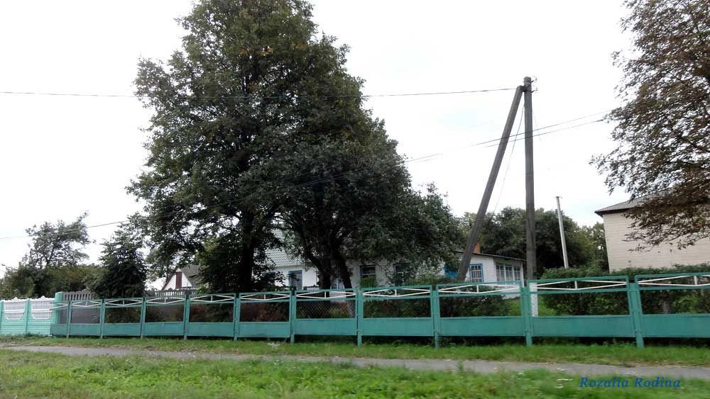 Кривец (Ставищенский р-н)