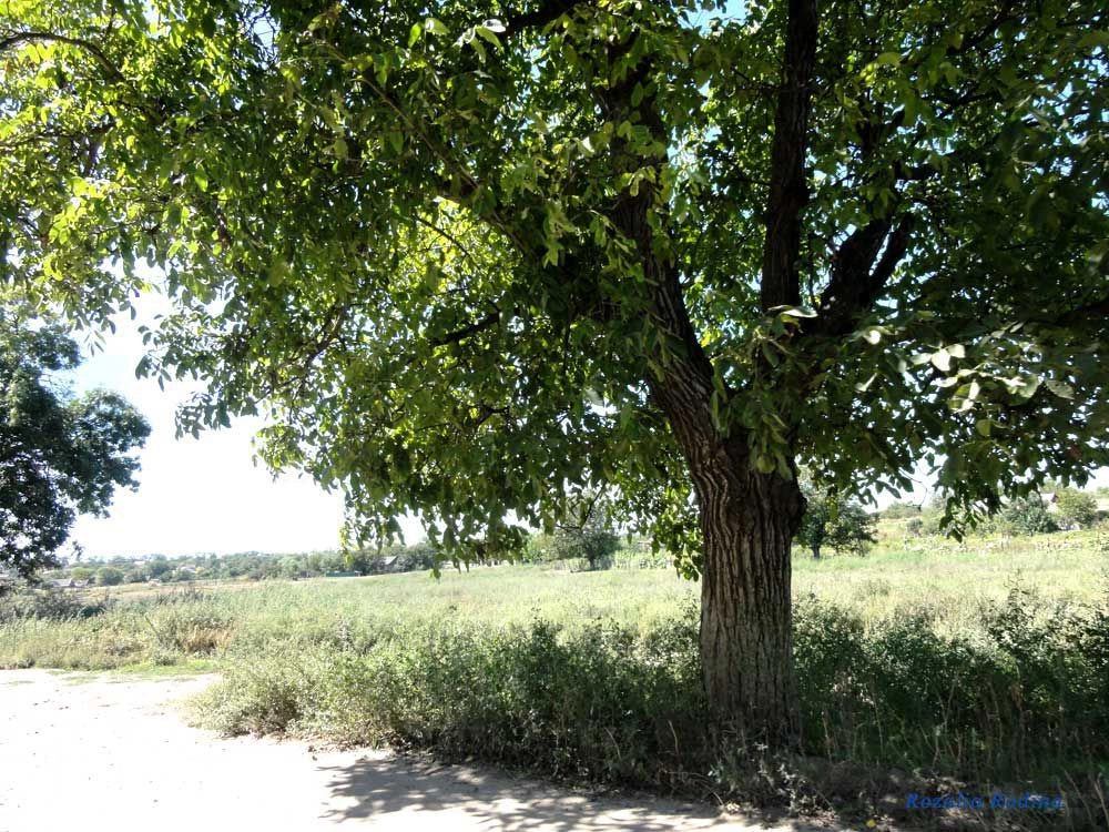Вольное (Белгород-Днестровский р-н)