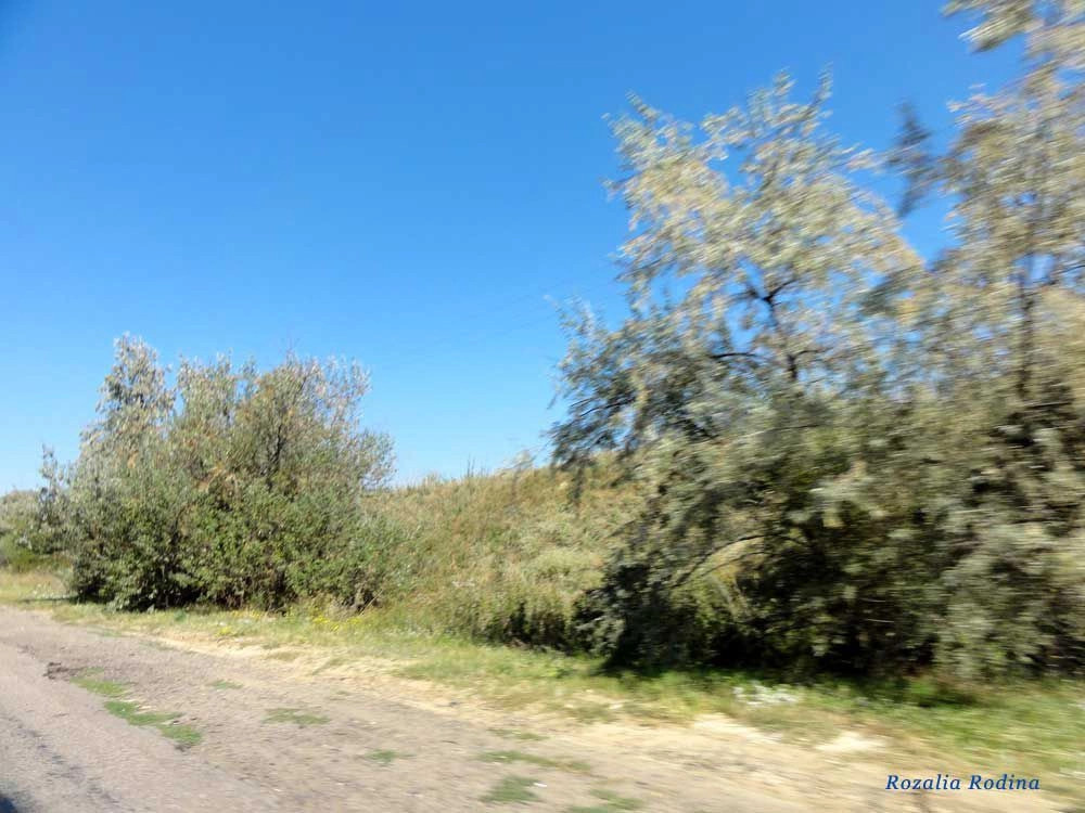 Казацкое (Белгород-Днестровский р-н)