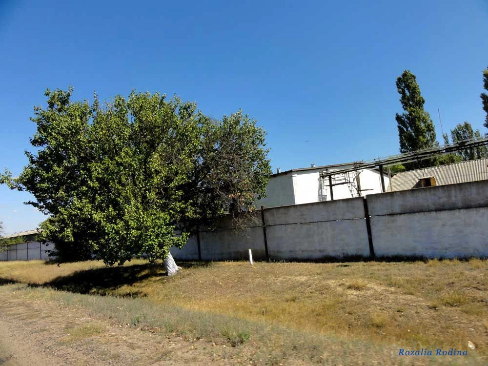 Дмитровка (Килийский р-н)
