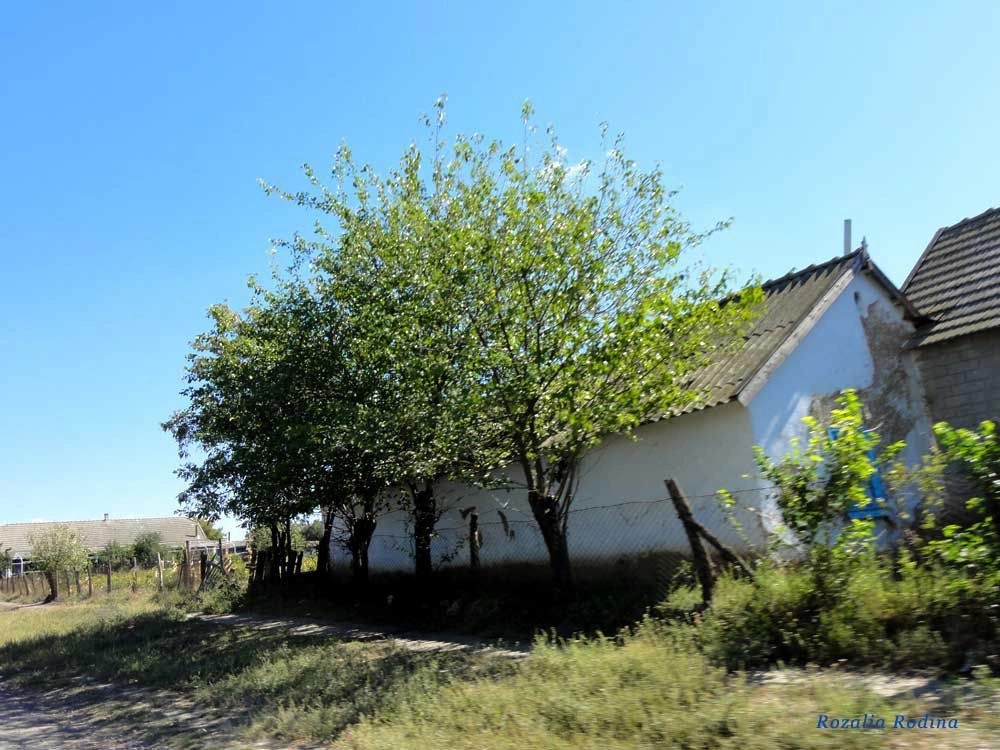 Дмитровка (Килийский р-н)