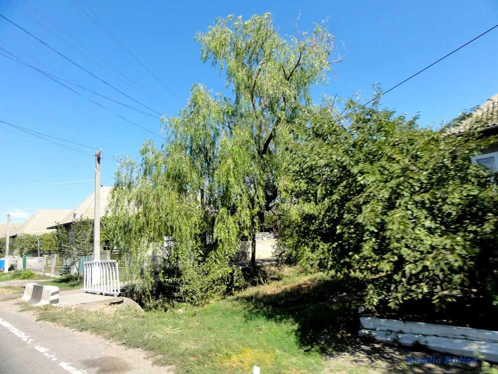 Заря (Саратский р-н)