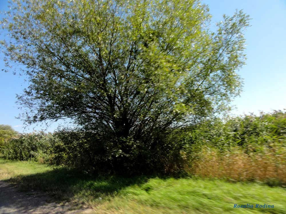 Паланка