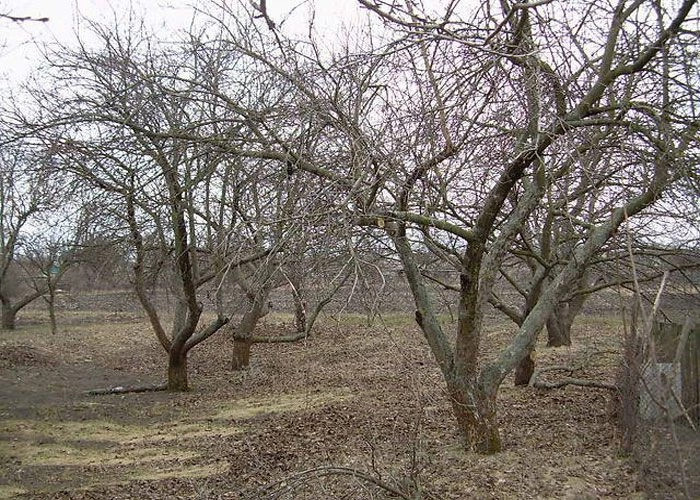 Китайгород (Царичанский р-н)