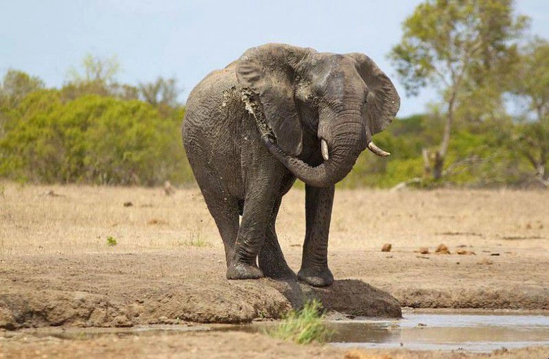 Заказник Тимбавати