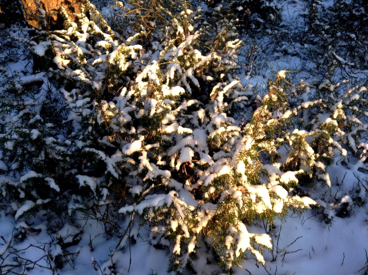 Новое Семеновское деревня