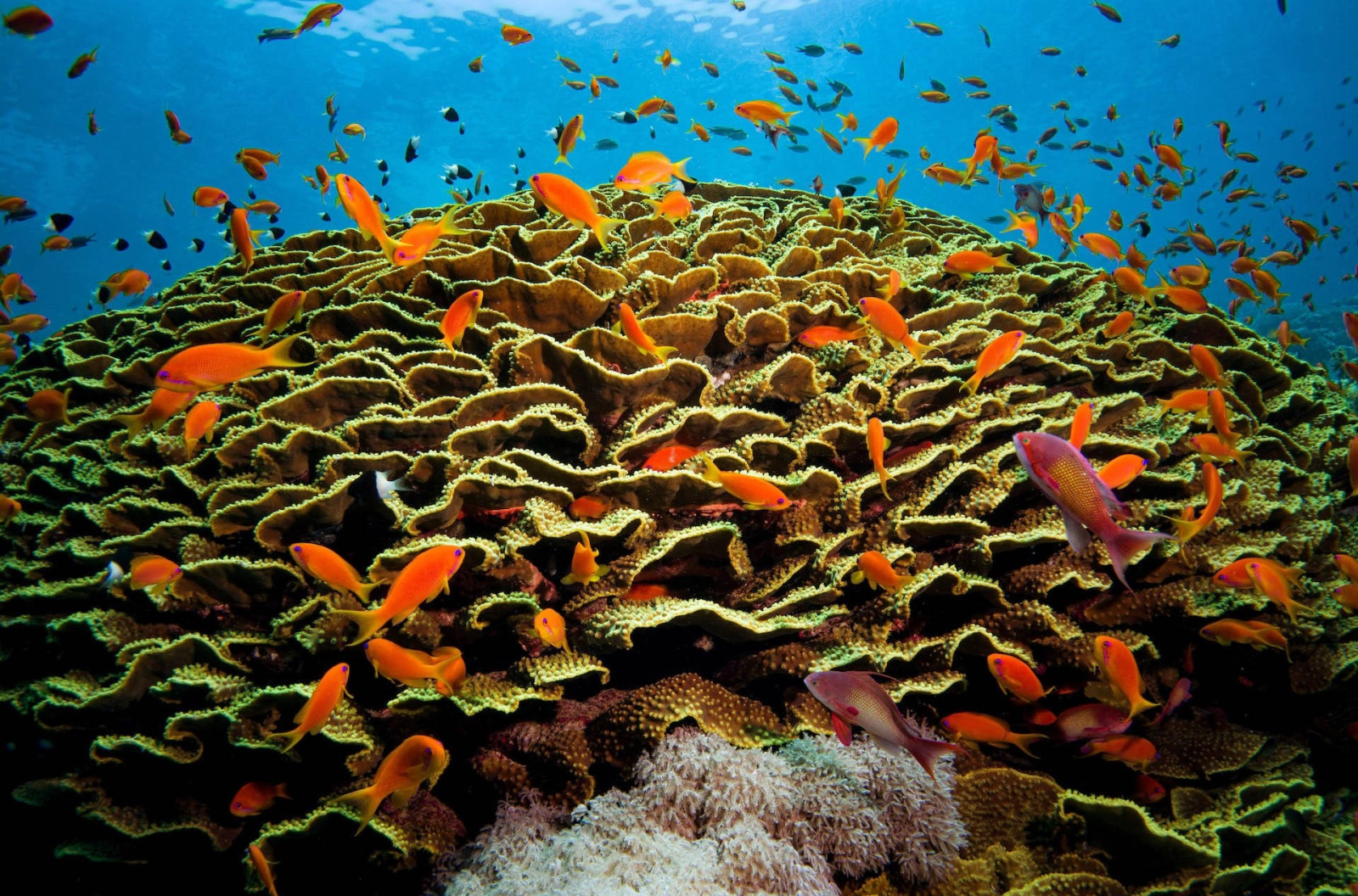 Красное Море регион