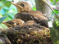  Cabinas Palmeras Lodge