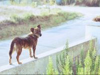  Cabeca Da Cabra Casa De Campo