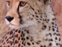  Aloegrove Safari Lodge