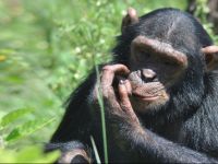  Ngamba Island Chimpanzee Sanctuary