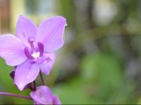  Cabinas los Almendros