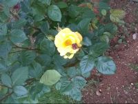  Vanessa Holiday Home