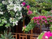  Bougainvillea Inn - Maldives