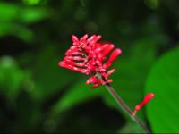  Hotel Parque das Primaveras