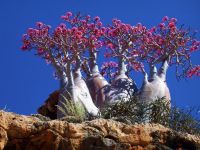  РћС‚РµР»СЊ 4*