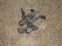  РћС‚РµР»СЊ 5*