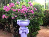  Chaya Villa Guest House