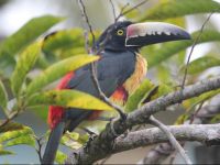  Nature Resort Tissamaharama