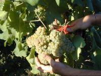  Quinta do ParaГ­so