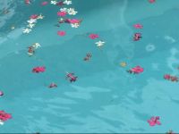  Mediterranea Luxury House