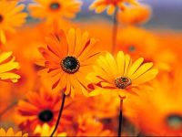  Apartment Orange Houses