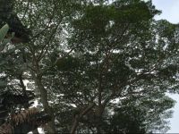  Wild Ginger Inn Hotel & Hostel