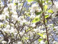  Backyard Garden Oasis
