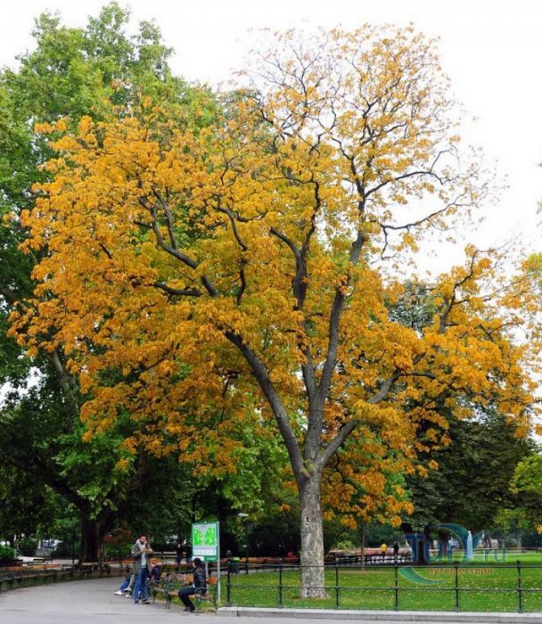 Ратушная Площадь (Ратхаусплац)